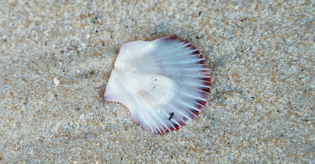 Benefits of Regular Upholstery Cleaning for Allergies